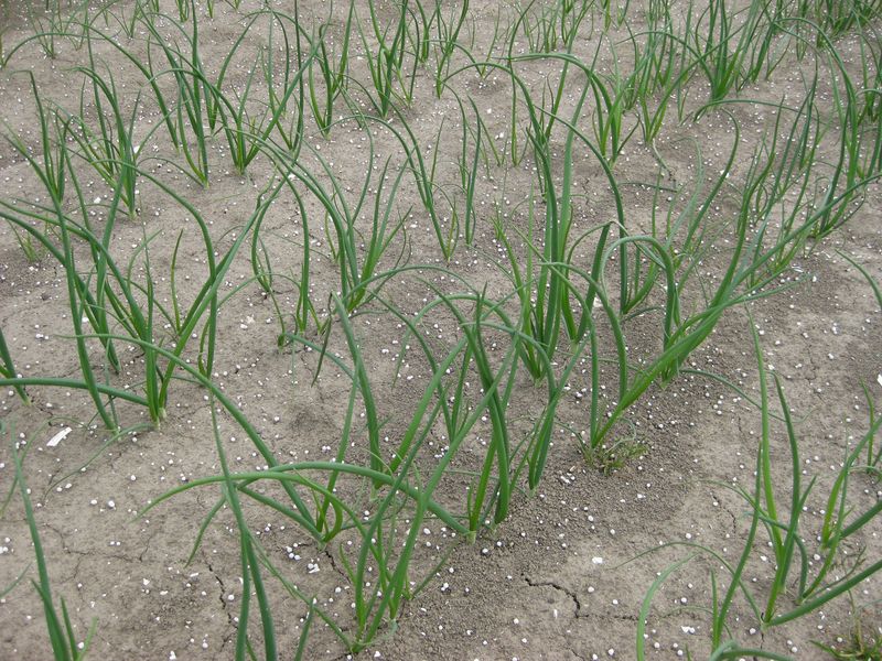 7 juni 2009; onkruidbestrijding onder controle