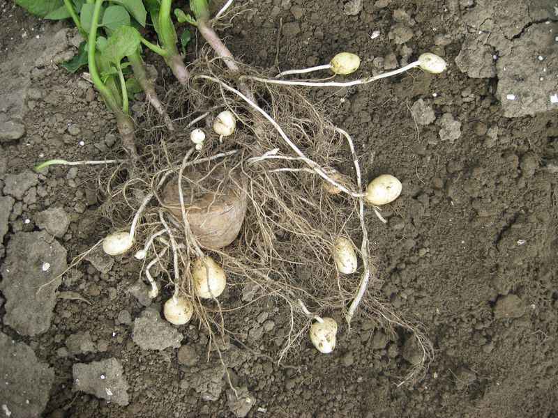 7 juni 2009; onkruidbestrijding onder controle