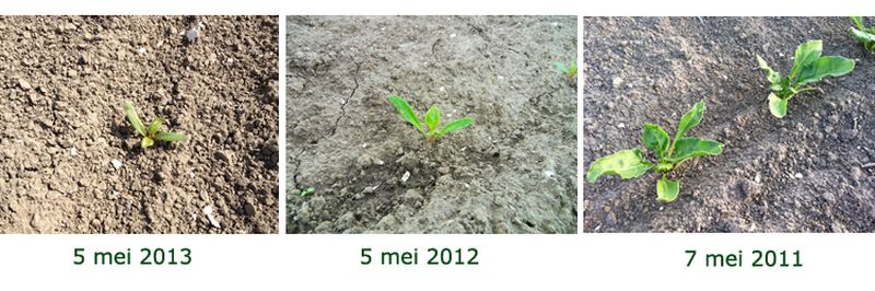 7 mei 2013; vergelijk groei gewassen