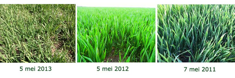 7 mei 2013; vergelijk groei gewassen