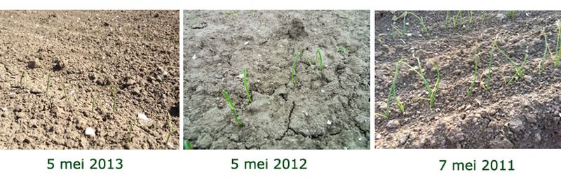 7 mei 2013; vergelijk groei gewassen
