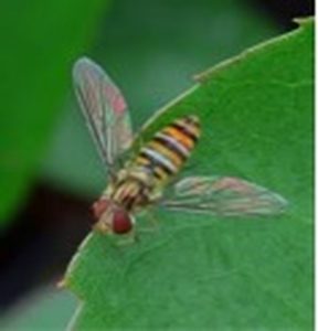 8 augustus 2013; monitoring akkerrand
