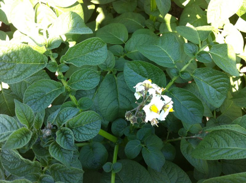 8 juli 2013; gewasstand