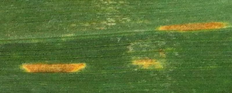 8 juli 2013; gewasstand