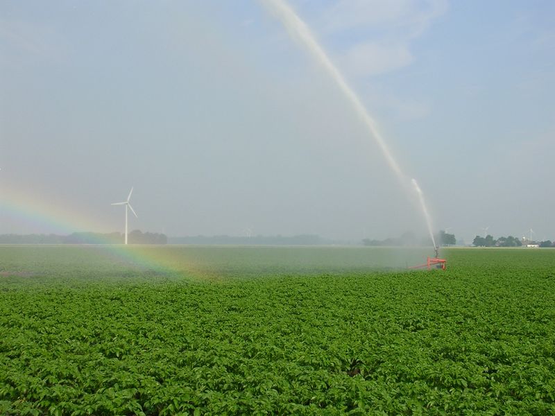 8 juni 2008; beregenen aardappelen