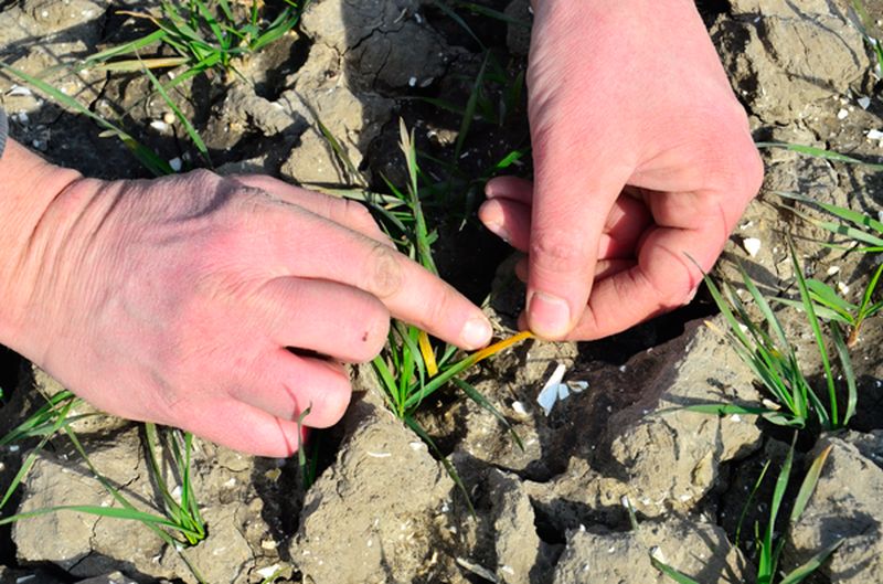 8 maart 2014; stikstof gestrooid op wintertarwe