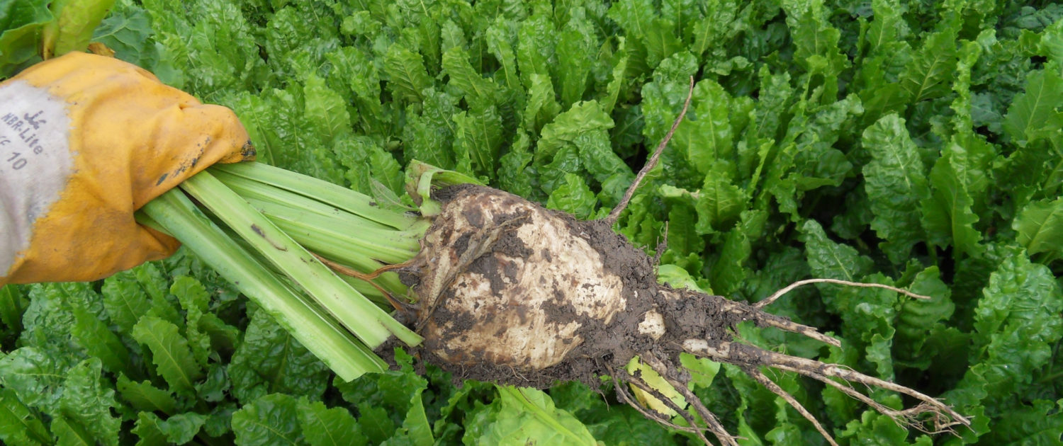 19 juli 2009; bijna 100 mm in 2 weken