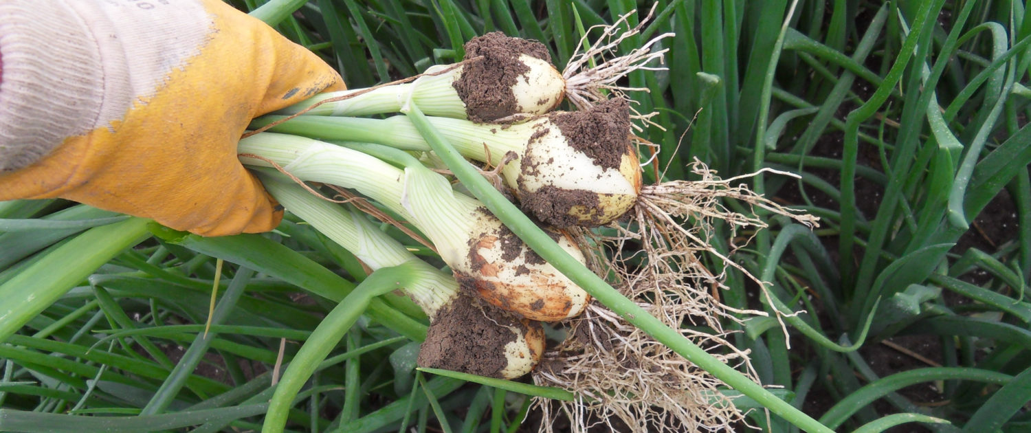 19 juli 2009; bijna 100 mm in 2 weken