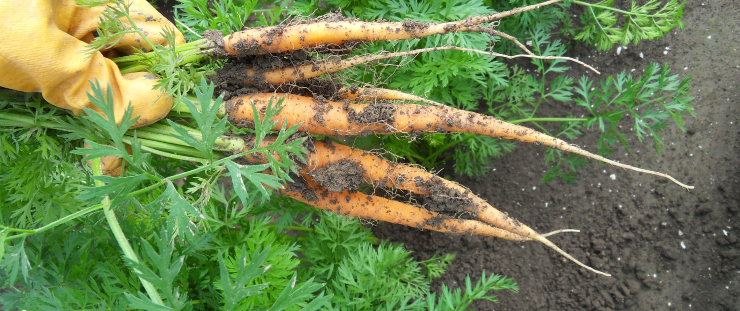 19 juli 2009; bijna 100 mm in 2 weken