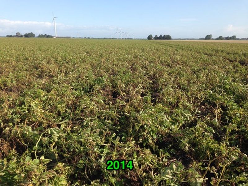 14 augutus 2015; 3e proefrooiing aardappelen