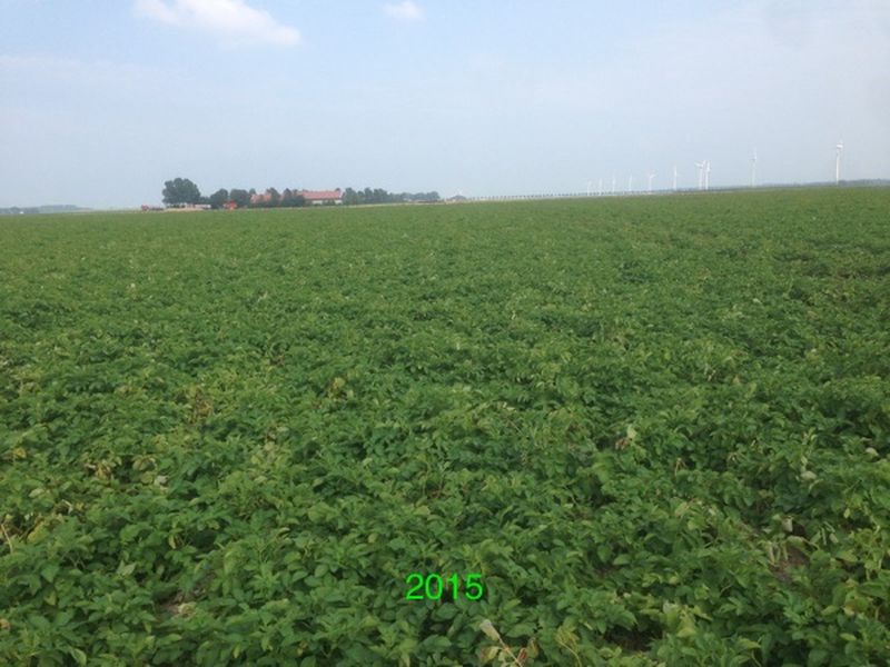 14 augutus 2015; 3e proefrooiing aardappelen