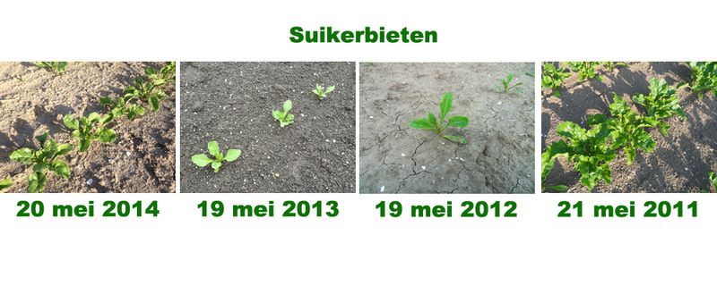 19 mei 2014; vergelijking gewasgroei
