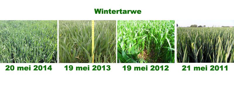 19 mei 2014; vergelijking gewasgroei
