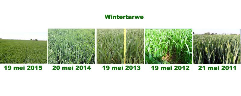 19 mei 2015; gewasgroei vergelijking 5 jaar