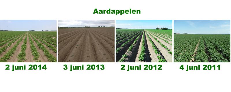 3 juni 2014; vergelijking gewasstanden laatste 4 jaar