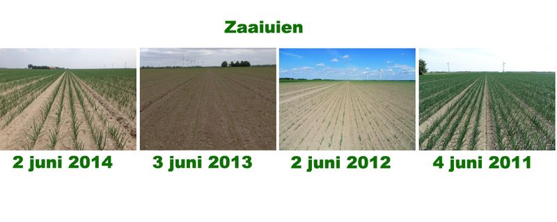3 juni 2014; vergelijking gewasstanden laatste 4 jaar