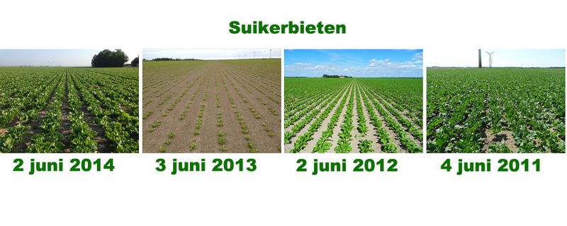 3 juni 2014; vergelijking gewasstanden laatste 4 jaar