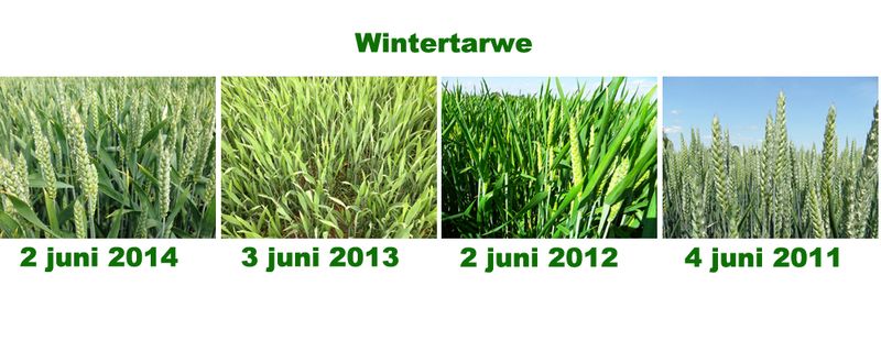 3 juni 2014; vergelijking gewasstanden laatste 4 jaar