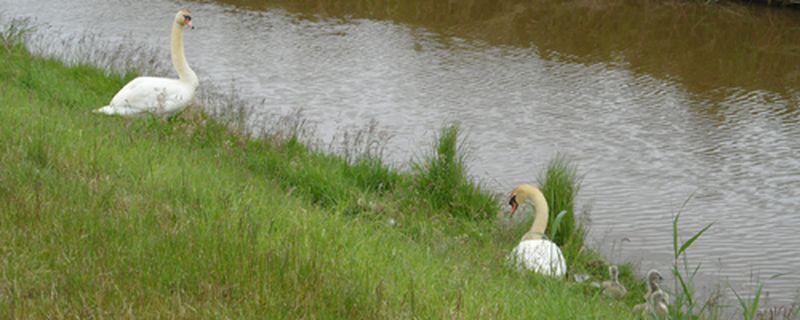 9 juni 2015; uien schoffelen+jonge zwanen