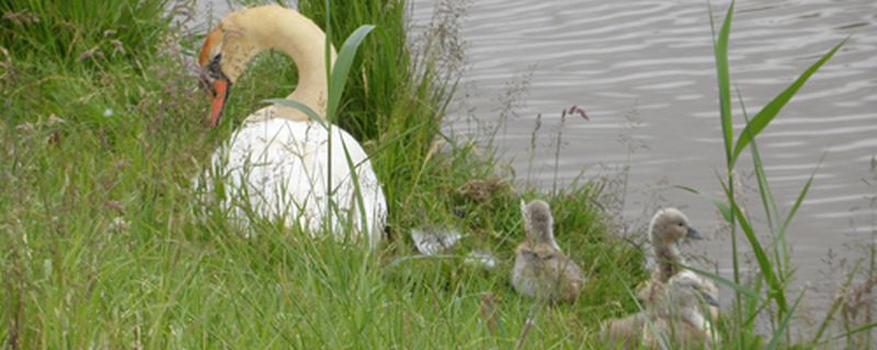 9 juni 2015; uien schoffelen+jonge zwanen