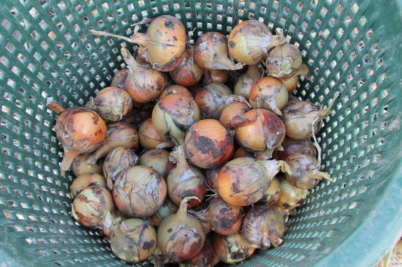 9 september 2015; proefrooiing uien