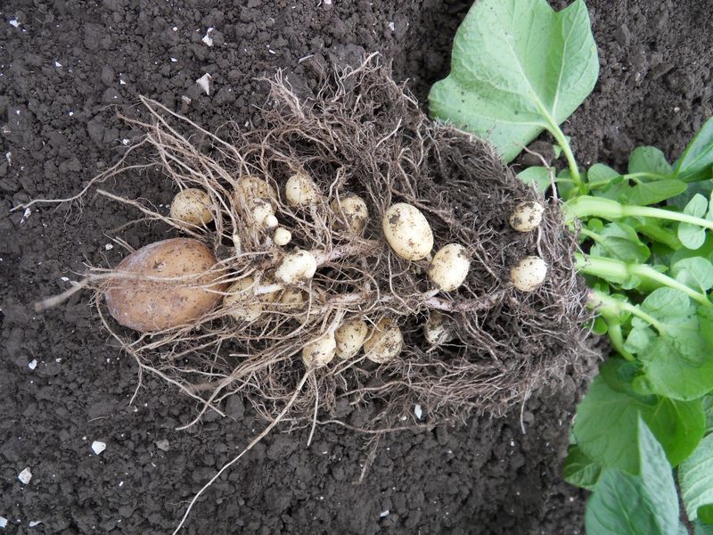 Jaaroverzicht 2011