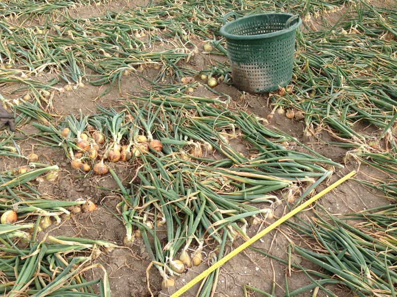 30 augustus 2013; proefrooiing uien