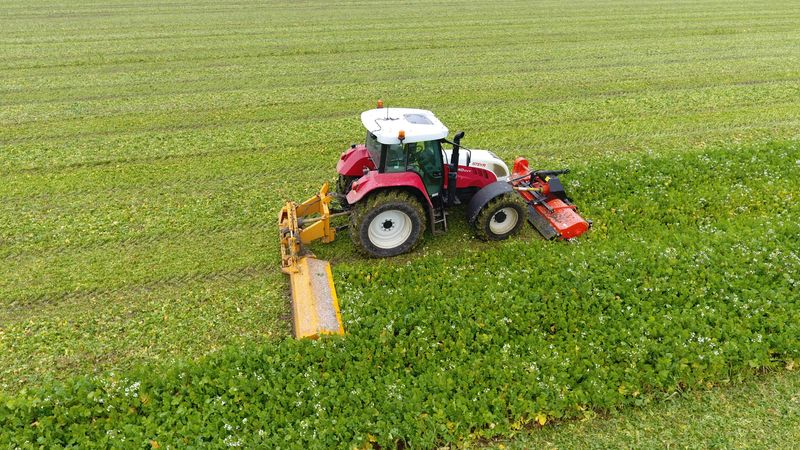 24 en 25 oktober 2016: groenbemester klepelen