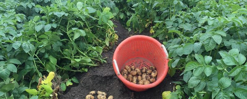 2 augustus 2016: 1e proefrooiing aardappelen
