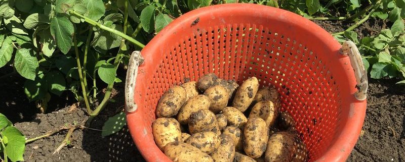 23 augustus 2016: 4e proefrooiing aardappelen