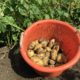 23 augustus 2016: 4e proefrooiing aardappelen