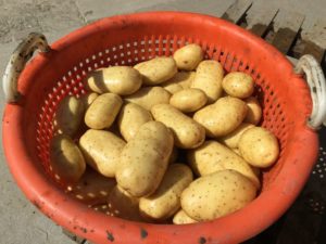 23 augustus 2016: 4e proefrooiing aardappelen