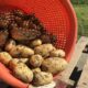 30 augustus 2016: 5e proefrooiing aardappelen