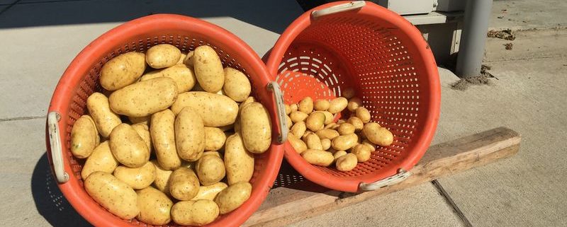 6 september 2016: 6e proefrooiing aardappelen
