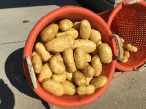 6 september 2016: 6e proefrooiing aardappelen