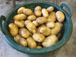 20 september: laatste proefrooiing aardappelen