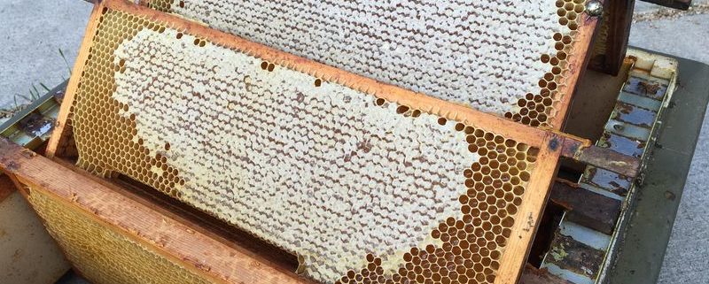 20 augustus 2016: eerste honingoogst van akkerranden