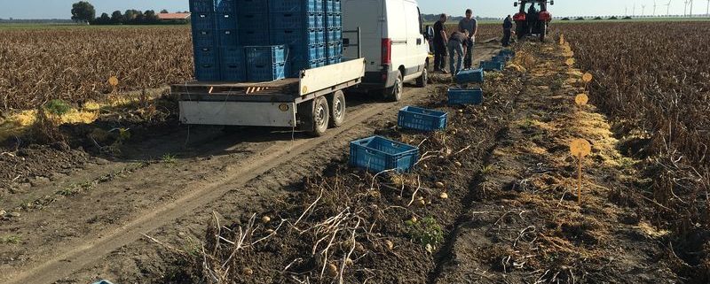 26 september 2016: proefveld aardappelen Semagri geoogst