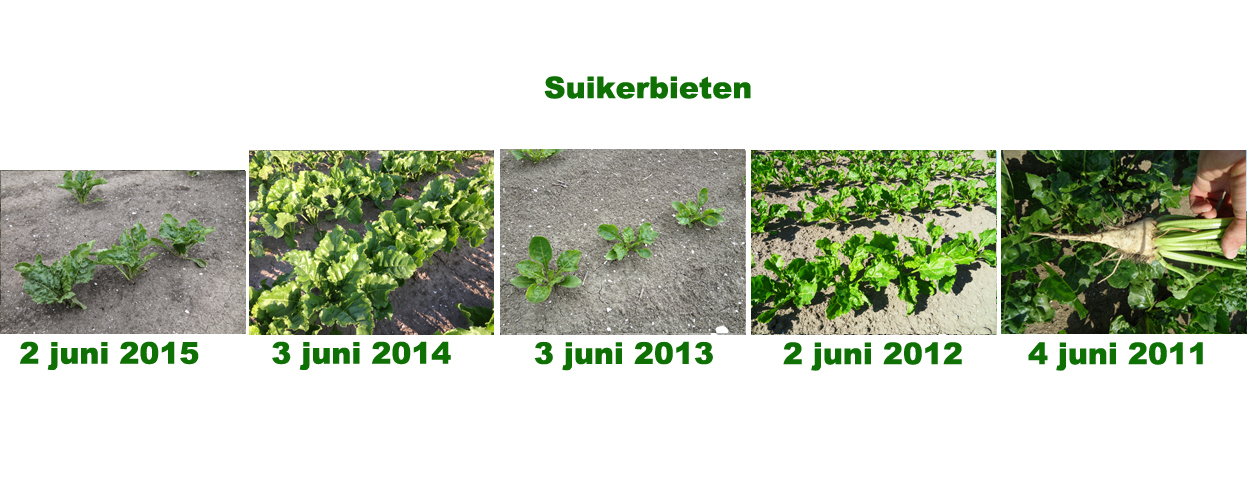 2 juni 2016: gewasgroei vergelijking laatste 6 jaar