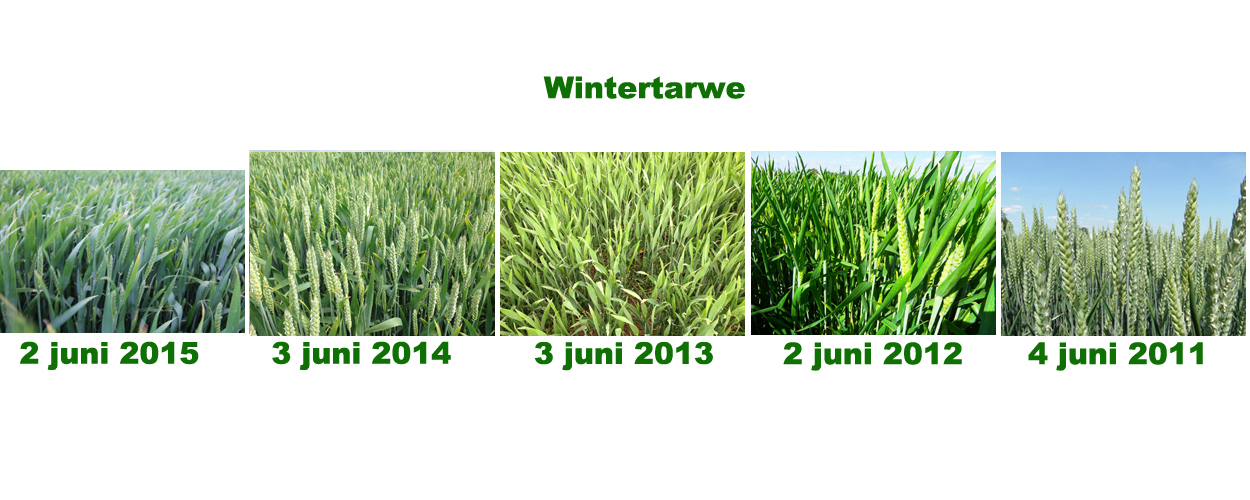 2 juni 2016: gewasgroei vergelijking laatste 6 jaar