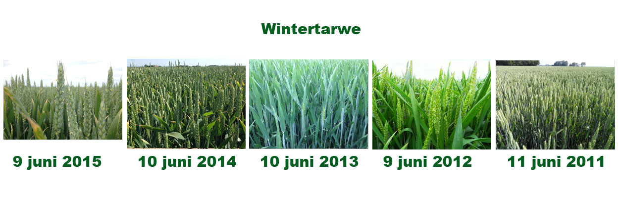 9 juni 2016: gewasgroeivergelijking laatste 6 jaar