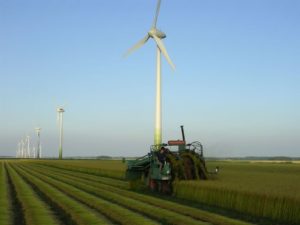 11 juli 2006: vlas trekken