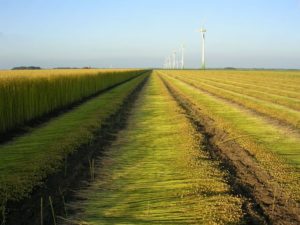 11 juli 2006: vlas trekken