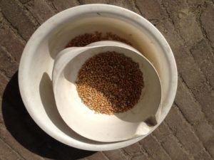 12 augustus 2012: tarweoogst gaat beginnen