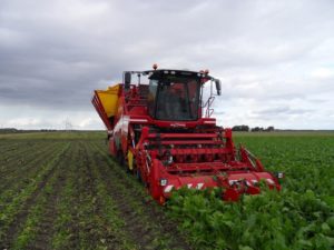 1 oktober 2012: eerste bieten gerooid
