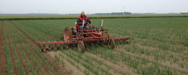 24 juni 2012: weekoverzicht met schoffelen van uien maken duurzaamheidsplan