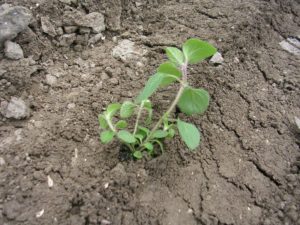 1 en 2 juni 2006: oregano planten