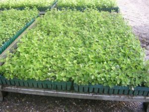 1 en 2 juni 2006: oregano planten