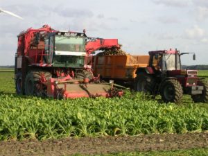28 september 2005: suikerbieten oogst