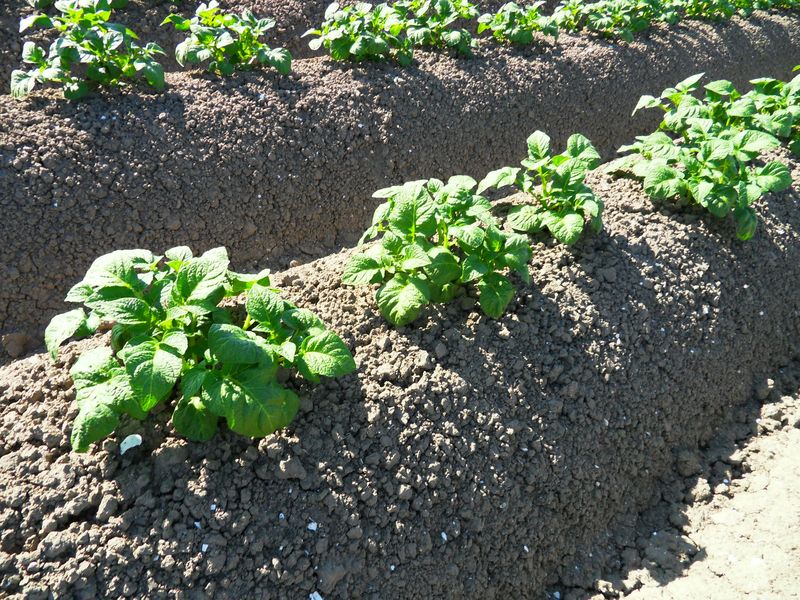 Gewasgroei 2012 - aardappelen